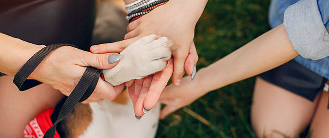Quanto custa um seguro pet? Na imagem, pata de cachorro sobre mãos de tutora representando a importância de dar atenção à saúde dos animais