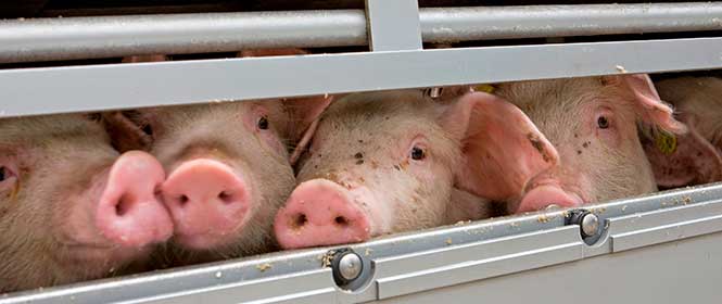 o-que-são-seguros-animais o que são seguros animais