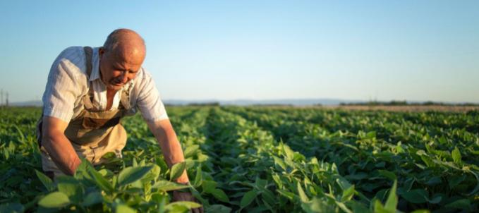 seguradora-agricola-consideracoes-finais O que são seguros agrícolas? Na imagem, produtor rural trabalhando após contratar cobertura com seguradora agrícola